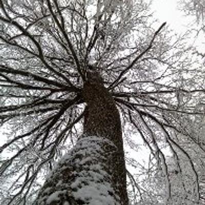 random avatar