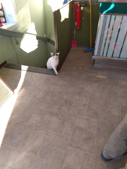 Eine weißbunte Katze kommt die Kellertreppe in der Eisdiele hoch und verdreht die Ohren leicht verstört. Sie scheint sogar die Stirn zu runzeln.